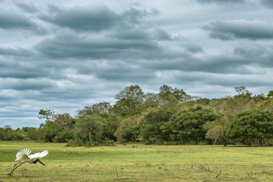 Tuiui˙ (Jabiru mycteria) taking off in the Brazilian Pantanal