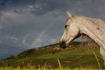 Horse looking out at rainbow and mountain