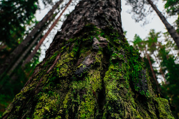 Old pines in the forest  tops, tree trunks, dark deep woods, bottom up view.