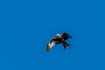Majestic Red Kite in Flight