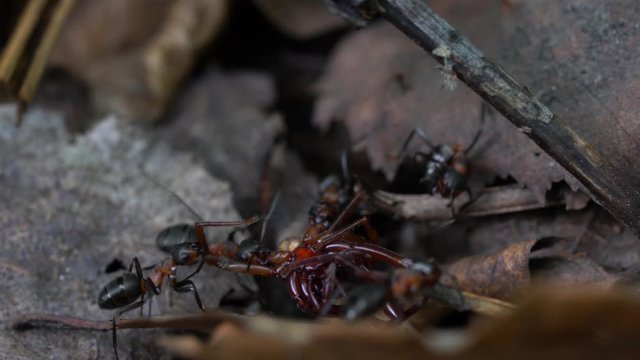 Ants carry killed spider in anthill - (4K)