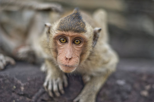 Monkey around Angkor Wat temple