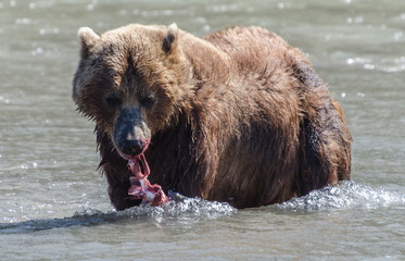 Fototapeta na wymiar Brown bear and salmon