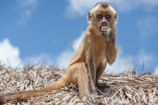 Monkey eating in a tatched roof