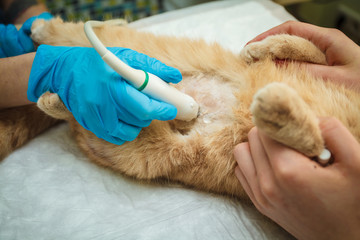 The doctor does an ultrasound examination of the cat's abdomen, an animal on the operating table, a doctor and a patient, a veterinary clinic. Scottish Fold Cat.