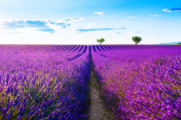 Fototapeta na wymiar Lavender fields near Valensole, Provence, France. Beautiful summer landscape at sunset. Blooming lavender flowers