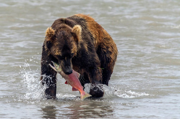 Brown bear and salmon