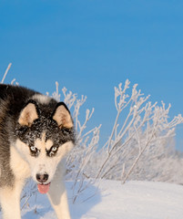 siberian husky running
