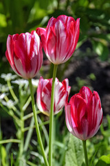 Spring flowers - variegated, multi-colored tulips in the garden. Close-up