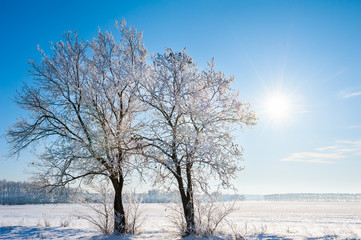 Trees in white hoarfrost against the blue sky in winter sunny day. Snow-covered fields in countryside. Beautiful winter landscape.