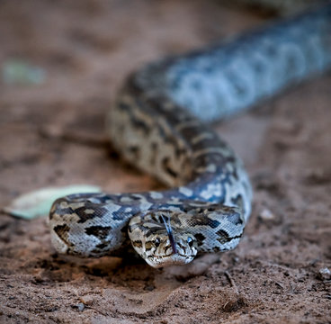 African rock python ready to strike