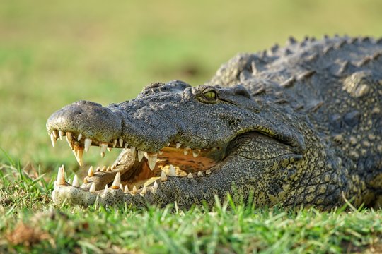 Closeup of a crocodile with an open mouth on a blurry background