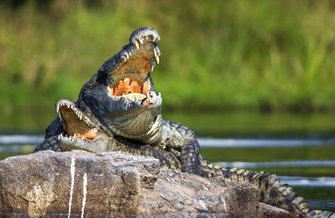 Mating Nile crocodile (Crocodylus niloticus). Two crocodiles with opened mouth