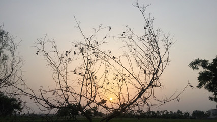 sunset in the forest