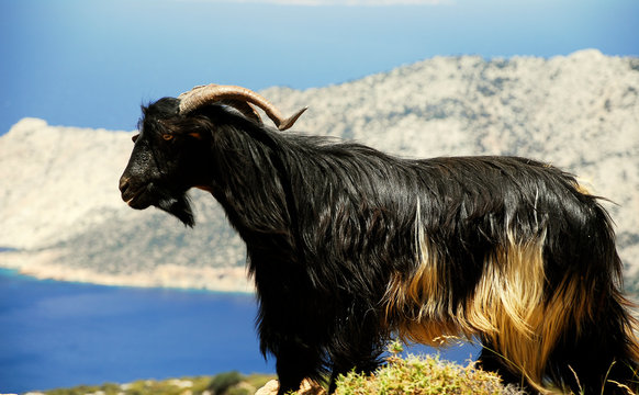 Beautiful black goat in the hills of dazzling Amorgos Island
