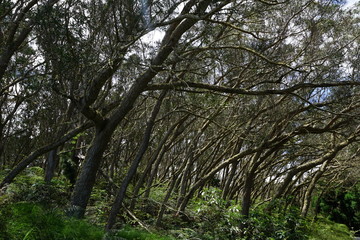 Fototapeta premium la réunion nationalpark cirque de mafate in frankreich