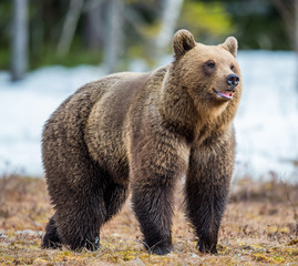 Wild Adult Brown Bear (Ursus arctos) on a bog in spring forest.