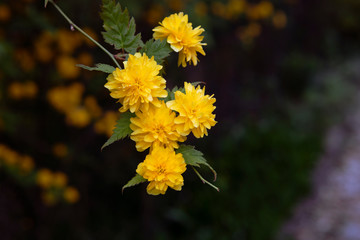 Kerria japonica, 'Plenifolia'. Twig with a few yellow, orange flowers on dark background. Close up. Asian flower.  Clump of sunshine color flowers on a branch.