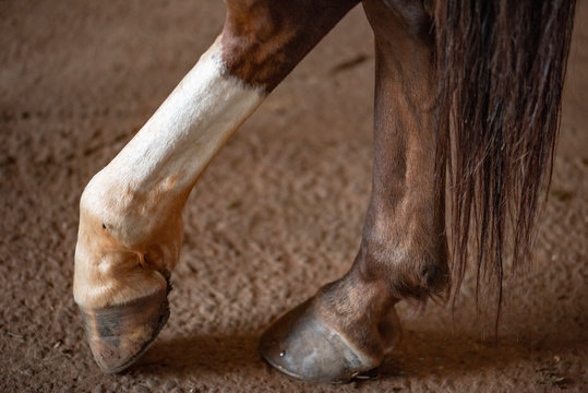 Horse paw