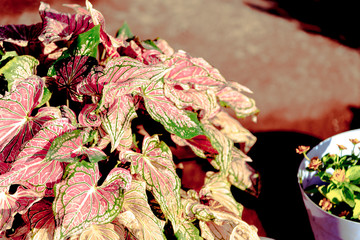 Fancy Caladium Autumn  leaves on black background for corner picture or card with autumn nature.