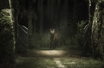Maned wolf in the forest looking inside the cottage gates