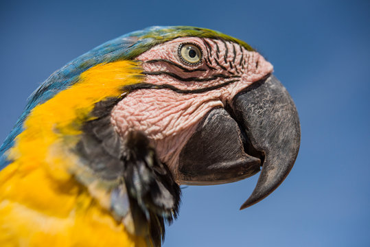 Arara and Jalapao deep blue sky
