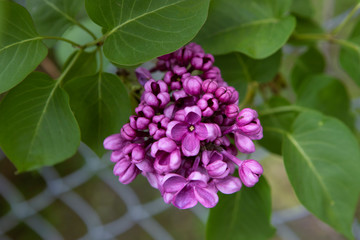 Common lilac, Syringa vulgaris, purple flower close up on on a blurred background. Cluster on brunch with leaves.