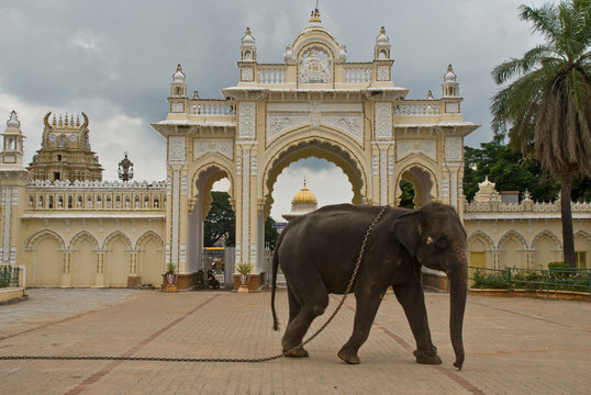 Elephant trapped by a chain in Mysore Palace