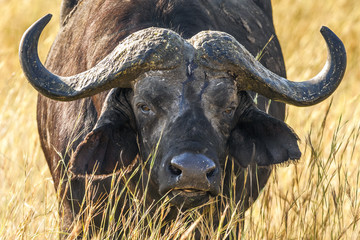 African buffalo portrait (Syncerus caffer)