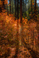 Fall for Planet Sedona