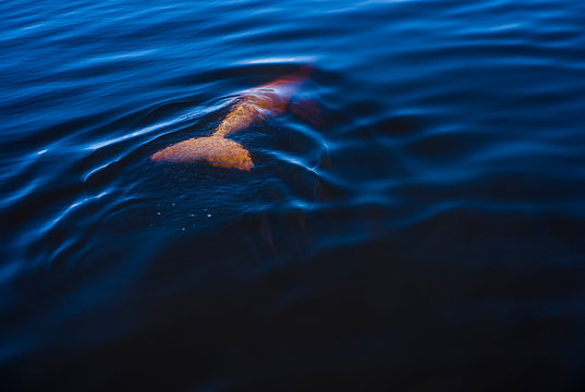 Dolphin plunges into the dark waters of the Rio Negro in the Amazon