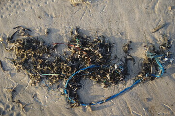 Plastikmüll an dänemarks Nordseestrand
