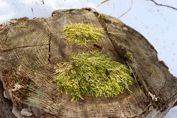 moss on tree