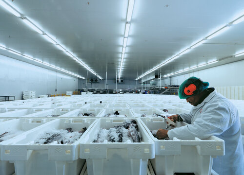Sea Harvest cool room