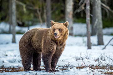 Young Brown Bear (Ursus arctos) on a swamp in the spring forest
