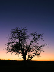 Amazing sunset with one and only tree