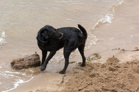 Black dog playing with a log
