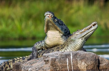 Mating Nile crocodile (Crocodylus niloticus). Two crocodiles with opened mouth