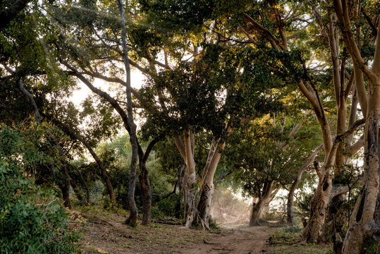 A forest of wild fig trees in Ukhozi Nature Reserve