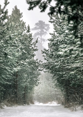 forest in winter