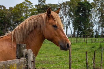 Beautiful brown horse in the field. Animal for agriculture.
