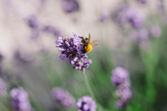 Bumblebee on lavender flower