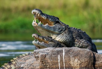 Mating Nile crocodile (Crocodylus niloticus). Two crocodiles with opened mouth