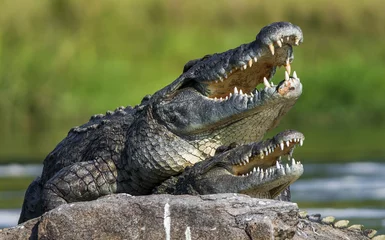 Gartenposter Mating Nile crocodile (Crocodylus niloticus). Two crocodiles with opened mouth © Uryadnikov Sergey