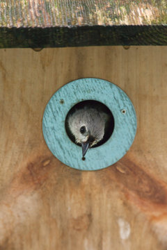 Bird in birdhouse