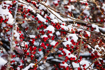 Fototapeta premium Frozen red berries on branches