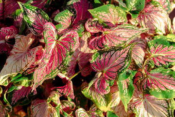 Fancy Caladium Autumn  leaves on black background for corner picture or card with autumn nature.