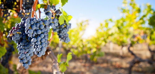 Grappe de raisin noir dans les vigne en France.