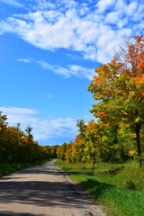 Naklejka premium autumn landscape with trees and blue sky