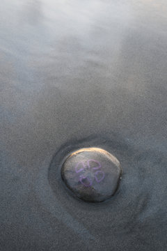 Jellyfish on sand